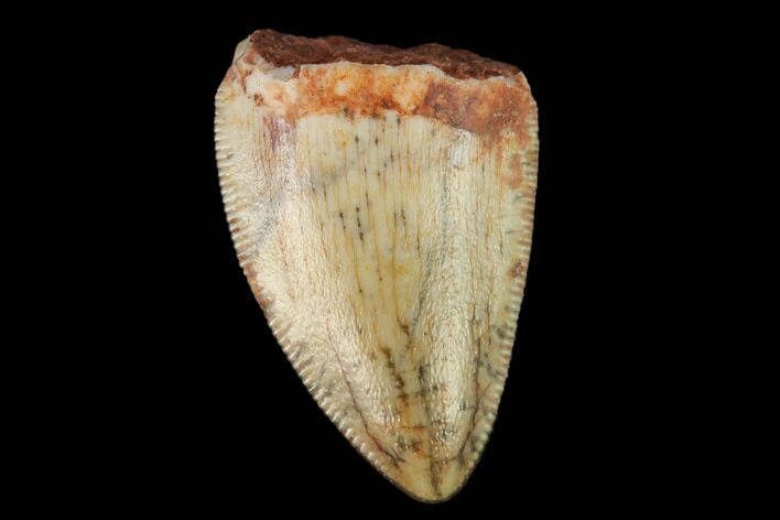 Serrated, Fossil Phytosaur (Redondasaurus) Tooth - New Mexico #133295